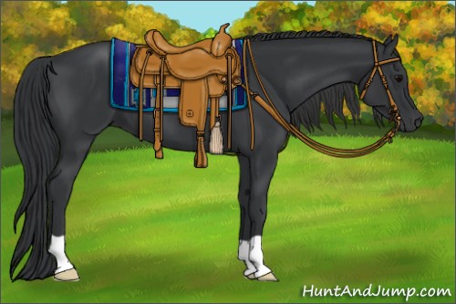 Horse Color:Black 