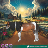 Horse Color:Brown Sabino Tobiano Rabicano