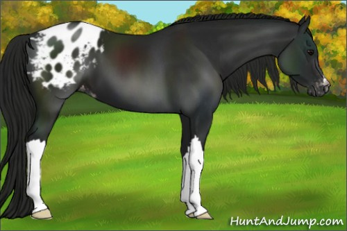 Horse Color:Gray Black Appaloosa