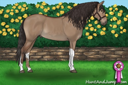 Horse Color:Bay Dun Tobiano 