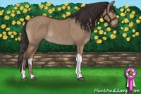 Horse Color:Bay Dun Tobiano 