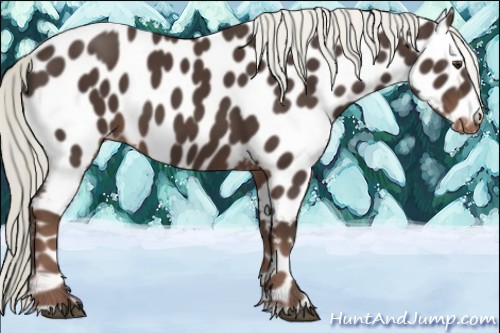 Horse Color:Liver Chestnut Sabino Appaloosa 