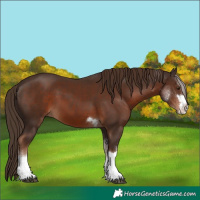 Horse Color:Liver Chestnut 