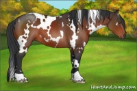 Horse Color:White Spotted Brown 