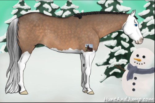 Horse Color:Brown Dun Splash