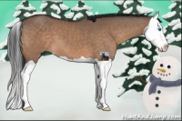 Horse Color:Brown Dun Splash