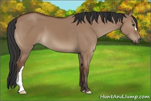 Horse Color:Bay Dun