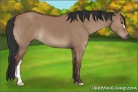 Horse Color:Bay Dun