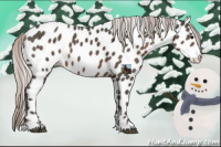 Horse Color:Silver Black Near Leopard