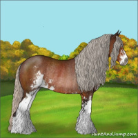 Horse Color:Gray Silver Bay Sabino Rabicano