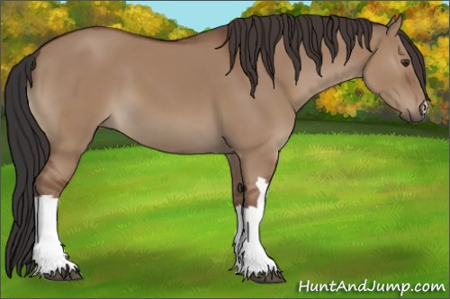 Horse Color:Bay Dun 