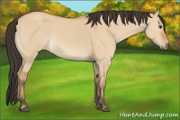Horse Color:Bay Dun 