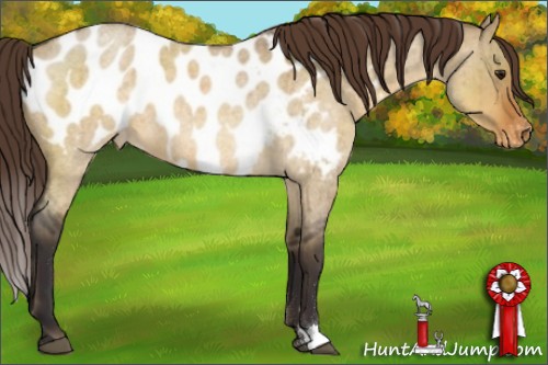 Horse Color:Buckskin Roan Dun Near Leopard Brindle