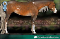 Horse Color:Chocolate Palomino Sabino