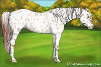 Horse Color:Sable Champagne Dun Appaloosa  and Sable Champagne Dun Appaloosa 