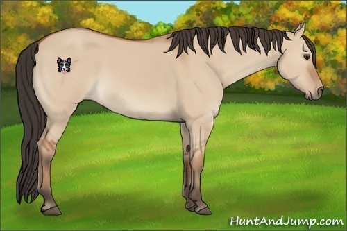 Horse Color:Bay Dun 