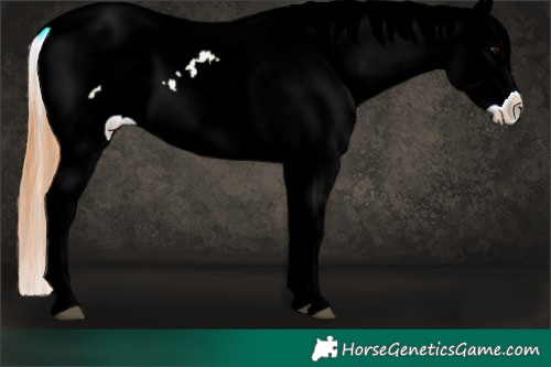 Horse Color:Bay Dun Appaloosa 