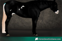 Horse Color:Bay Dun Appaloosa 