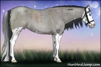 Horse Color:Grullo Roan Splash 