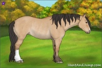 Horse Color:Bay Dun Rabicano 