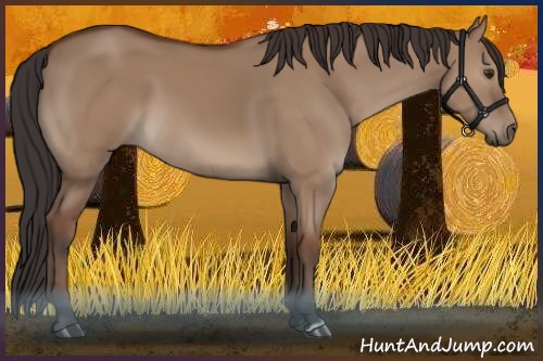 Horse Color:Bay Dun