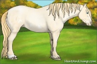 Horse Color:Buckskin Roan Pearl  and Buckskin Roan Pearl Frame 