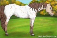 Horse Color:Bay Dun Frame Near Leopard