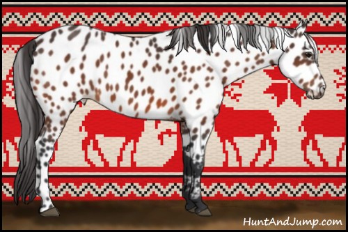 Horse Color:Bay Appaloosa 