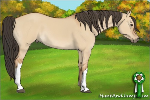 Horse Color:Bay Dun