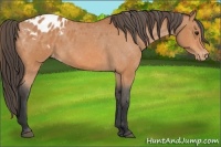 Horse Color:Bay Appaloosa 