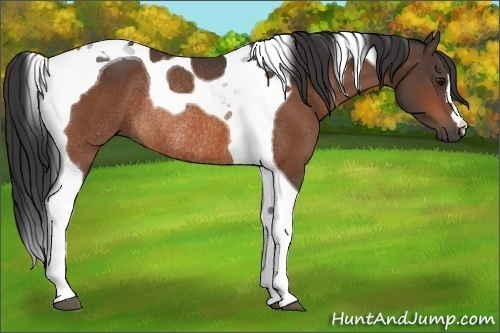 Horse Color:Bay Tobiano Rabicano 
