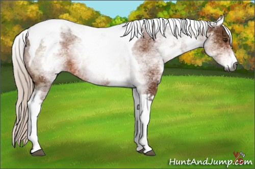 Horse Color:Gray White Spotted Silver Bay Tobiano Rabicano 