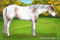 Horse Color:Gray White Spotted Silver Bay Tobiano Rabicano 