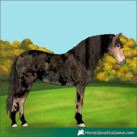 Horse Color:Void White Spotted Bay Roan Dun 