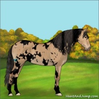 Horse Color:Void White Spotted Bay Roan Dun 