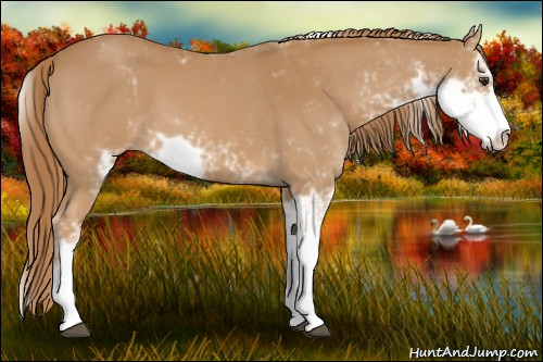 Horse Color:Chestnut Sabino