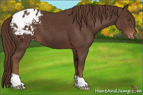 Horse Color:Liver Chestnut Appaloosa 