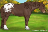 Horse Color:Liver Chestnut Appaloosa 