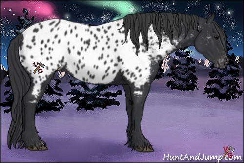 Horse Color:Black Appaloosa 