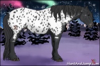 Horse Color:Black Appaloosa 