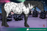 Horse Color:Black Near Leopard