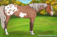 Horse Color:Silver Bay Roan Frame Appaloosa