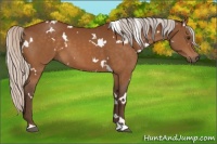 Horse Color:White Spotted Silver Buckskin 