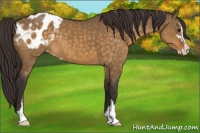 Horse Color:Buckskin Dun Sabino Varnish 