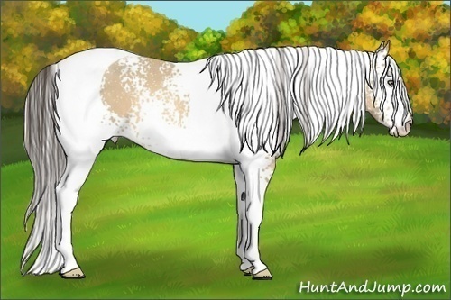 Horse Color:White Spotted Amber Cream Champagne Tobiano