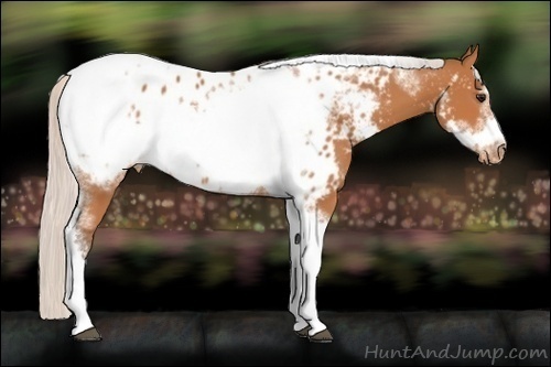 Horse Color:Silver Bay Tobiano Frame Near Leopard