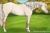 Horse Color:Silver Buckskin Pearl Dun Appaloosa 