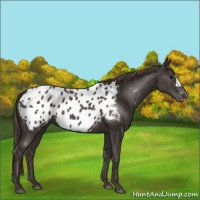 Horse Color:Smoky Black Appaloosa 