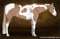 Horse Color:Chestnut Splash Tobiano