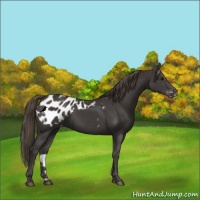 Horse Color:Smoky Black Appaloosa 